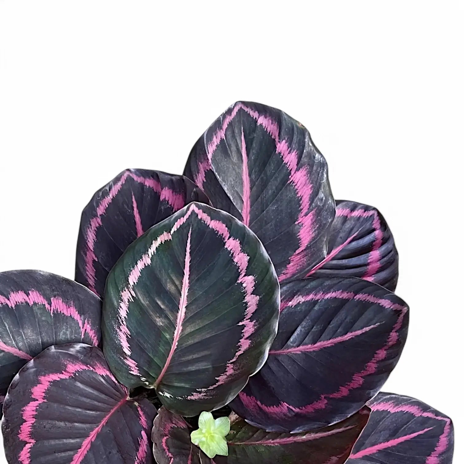 Nahaufnahme von Goeppertia (Calathea) roseopicta 'Surprise Star' ('Princess Jessie') vor weißem Hintergrund.