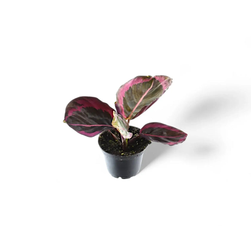 Goeppertia (Calathea) roseopicta 'Surprise Star' ('Princess Jessie') potted plant in nursery pot on white background.