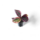 Goeppertia (Calathea) roseopicta 'Surprise Star' ('Princess Jessie') – Topfpflanze im Kulturtopf vor weißem Hintergrund, Produktfoto 4.