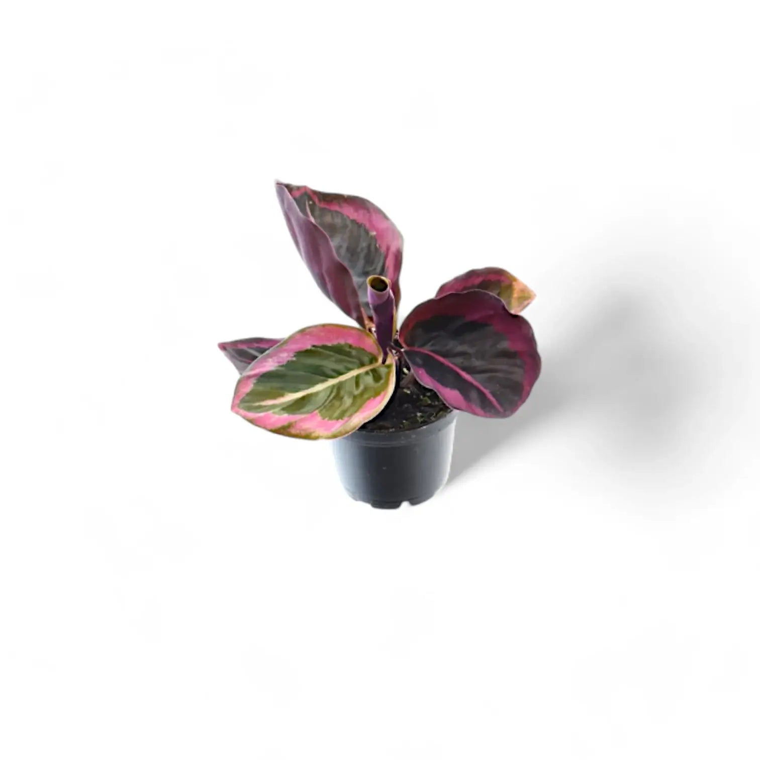 Goeppertia (Calathea) roseopicta 'Surprise Star' ('Princess Jessie') – Topfpflanze im Kulturtopf vor weißem Hintergrund, Produktfoto 4.