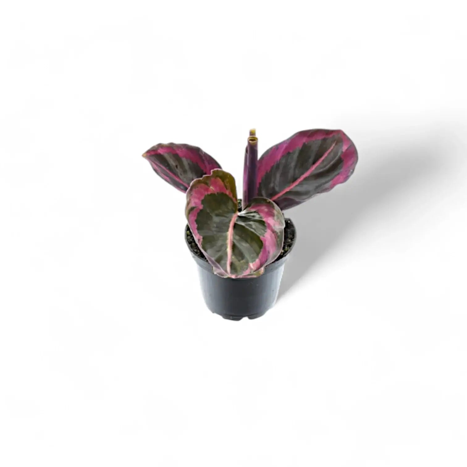 Goeppertia (Calathea) roseopicta 'Surprise Star' ('Princess Jessie') – Topfpflanze im Kulturtopf vor weißem Hintergrund, Produktfoto 5.