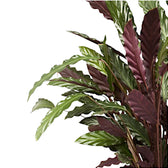 Goeppertia (Calathea) rufibarba – Blattdetail vor weißem Hintergrund..