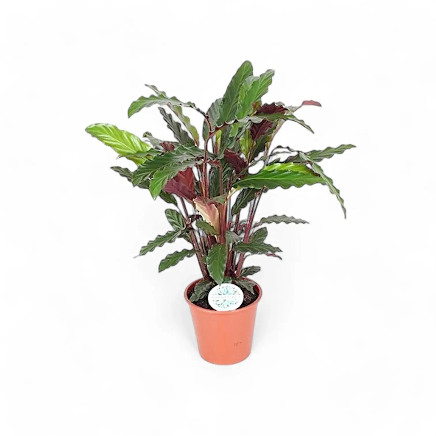 Goeppertia (Calathea) rufibarba – Nahaufnahme eines Blatts vor weißem Hintergrund.