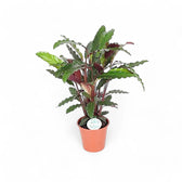 Goeppertia (Calathea) rufibarba – Nahaufnahme eines Blatts vor weißem Hintergrund.