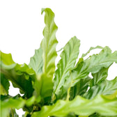 Goeppertia (Calathea) rufibarba 'Blue Grass' close-up of leaf on white background.