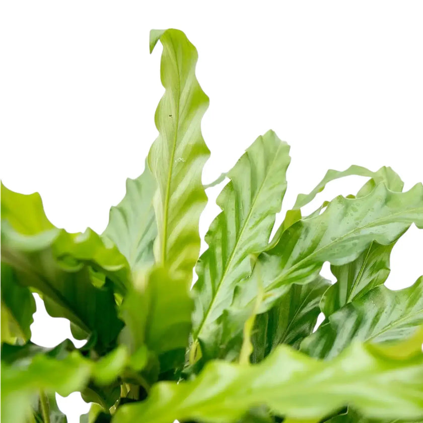 Goeppertia (Calathea) rufibarba 'Blue Grass' close-up of leaf on white background.