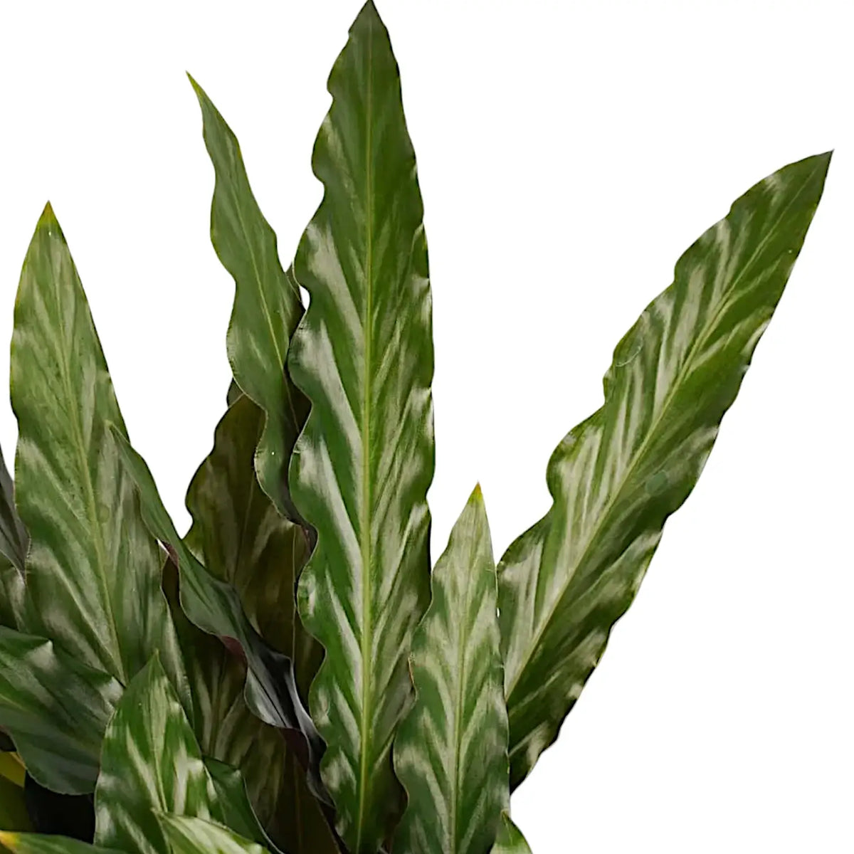 Goeppertia rufibarba 'Elgergrass' – Wavy, Soft-Textured Prayer Plant