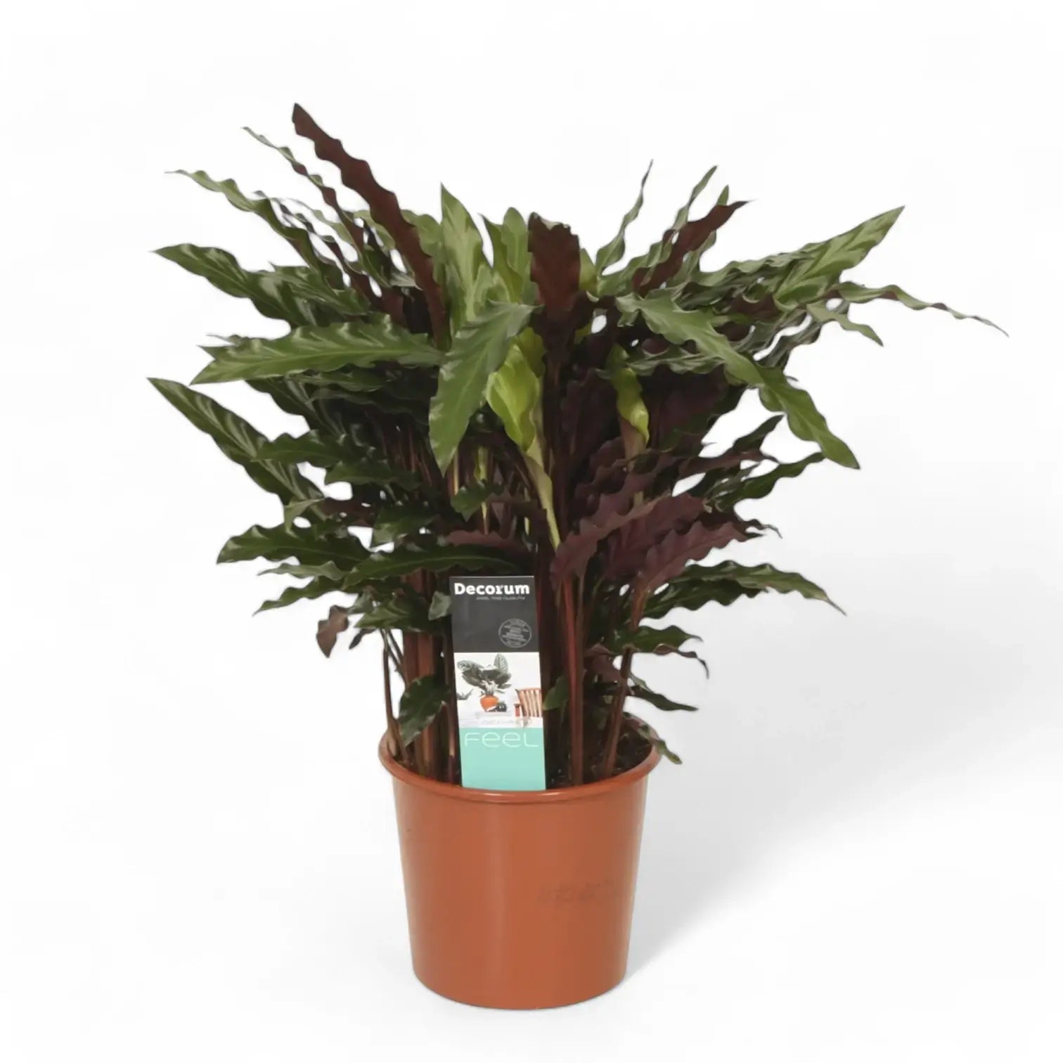 Goeppertia (Calathea) rufibarba 'Elgergrass' potted plant in nursery pot on white background.