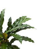 Goeppertia (Calathea) rufibarba 'Tropistar' close-up of leaf on white background.