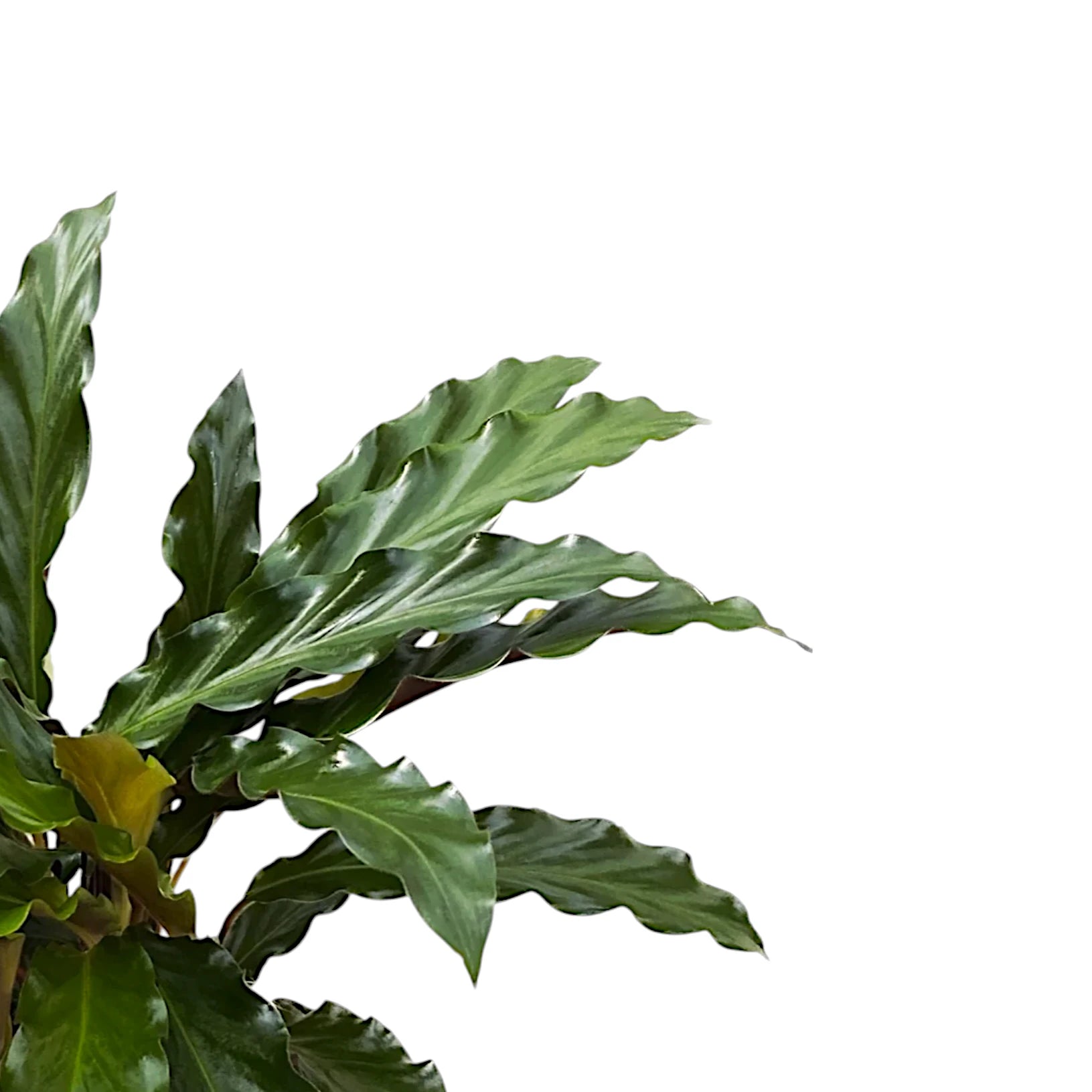 Goeppertia (Calathea) rufibarba 'Tropistar' close-up of leaf on white background.