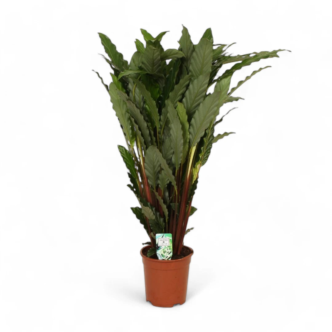 Goeppertia (Calathea) rufibarba 'Tropistar' Zimmerpflanze im Anzuchttopf vor weißem Hintergrund, Produktfoto 2.