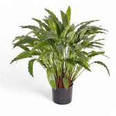 Goeppertia (Calathea) rufibarba 'Tropistar' potted plant in nursery pot on white background.