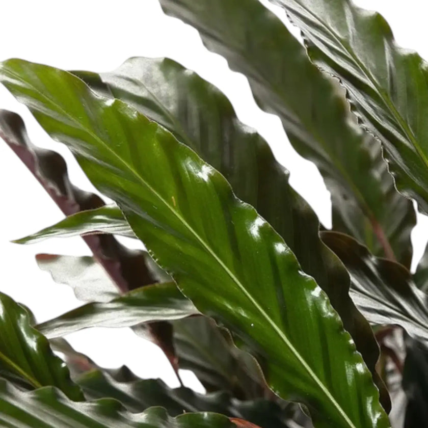 Goeppertia (Calathea) rufibarba 'Wavestar' leaf detail on white background.
