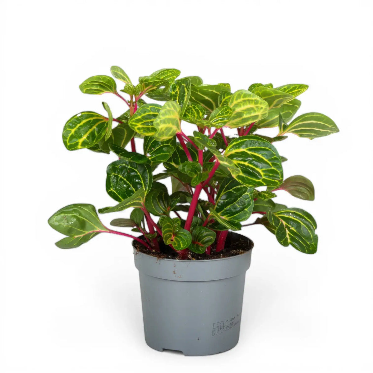 Goeppertia (Calathea) rufibarba 'Wavestar' – Nahaufnahme eines Blatts vor weißem Hintergrund.