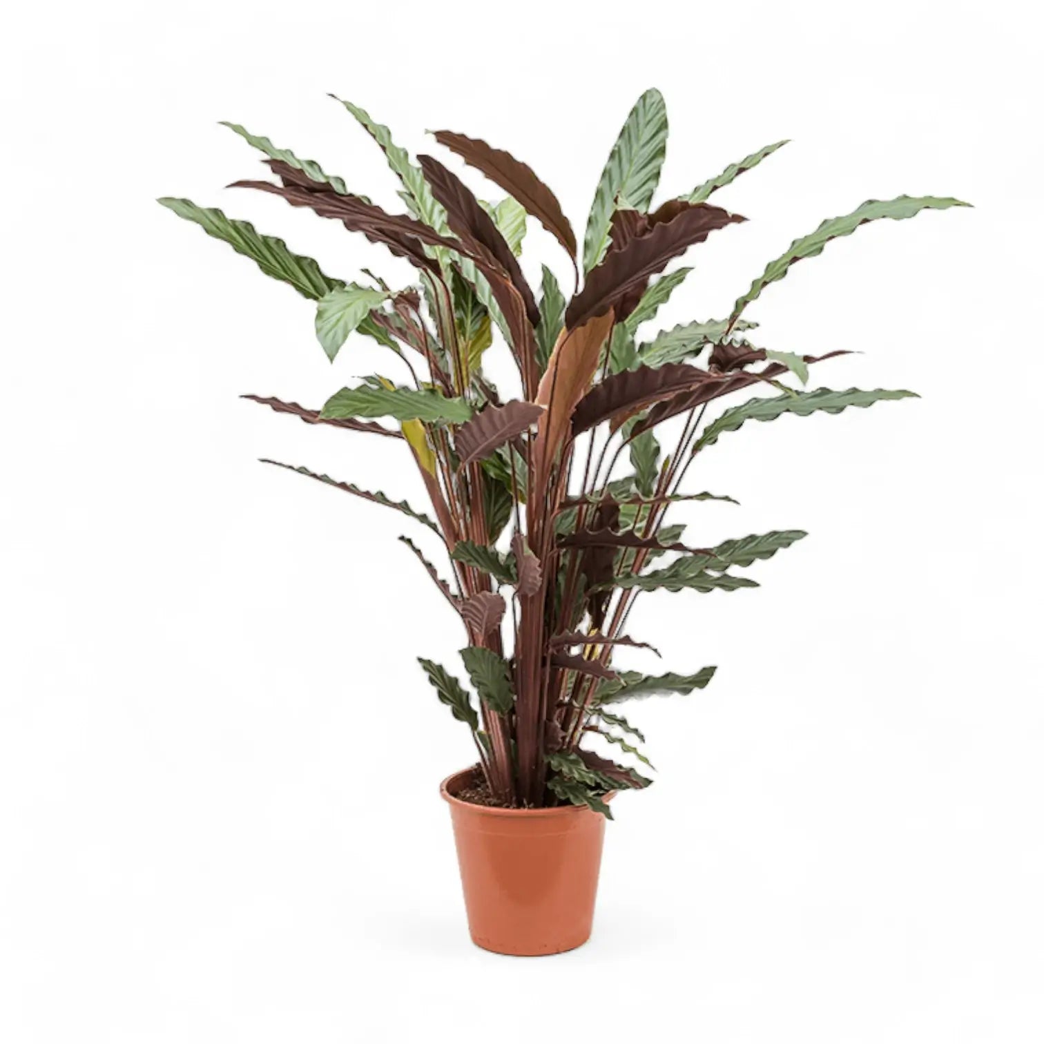 Goeppertia (Calathea) rufibarba 'Wavestar' – Topfpflanze im Kulturtopf vor weißem Hintergrund, Produktfoto 1.