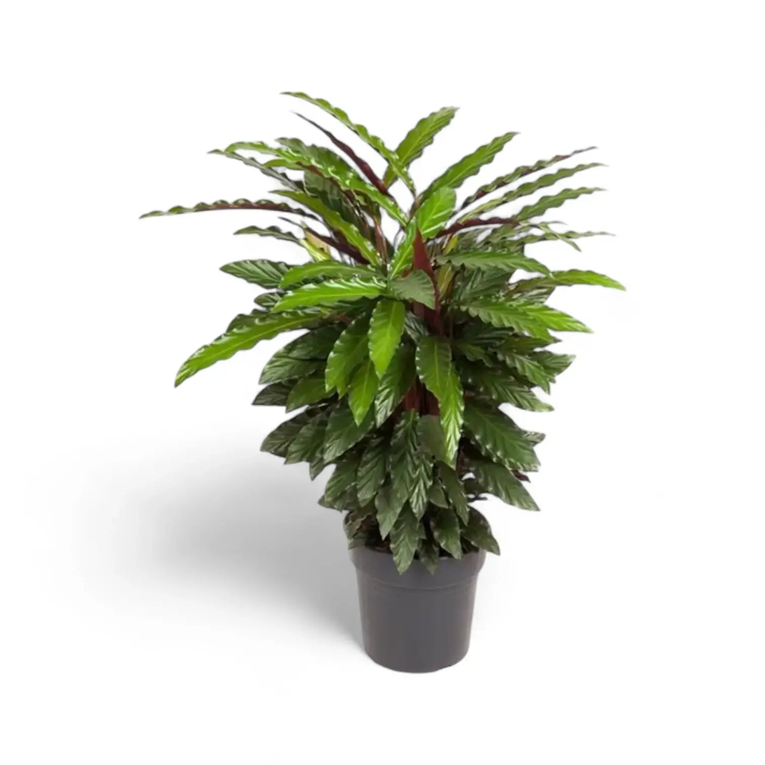 Goeppertia (Calathea) rufibarba 'Wavestar' – Topfpflanze im Kulturtopf vor weißem Hintergrund, Produktfoto 3.