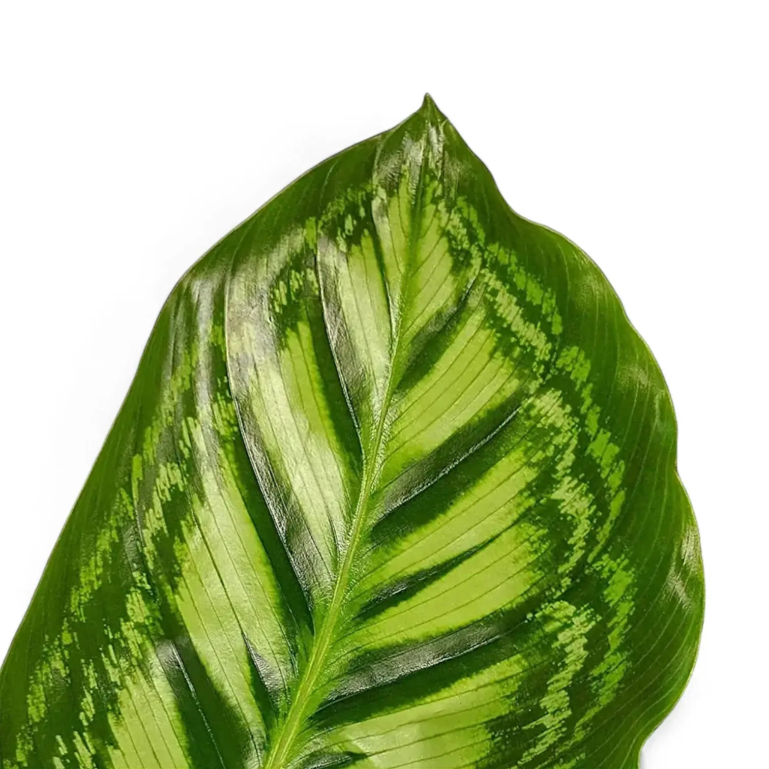 Goeppertia (Calathea) veitchiana 'Flamestar' potted plant in nursery pot on white background.