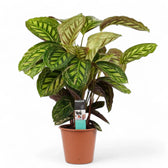 Goeppertia (Calathea) veitchiana 'Flamestar' potted plant in nursery pot on white background.