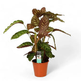 Goeppertia (Calathea) veitchiana 'Flamestar' potted plant in nursery pot on white background.