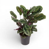 Goeppertia (Calathea) veitchiana 'Medaillon' potted plant in nursery pot on white background.