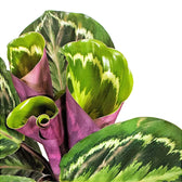 Goeppertia (Calathea) veitchiana 'Medaillon' potted plant in nursery pot on white background.