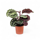 Goeppertia (Calathea) veitchiana 'Medaillon' potted plant in nursery pot on white background.