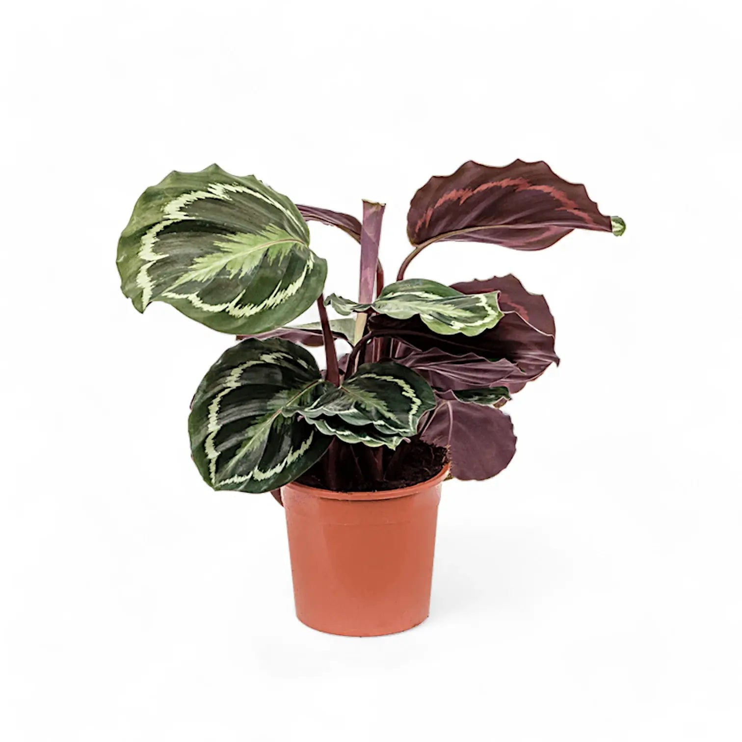Goeppertia (Calathea) veitchiana 'Medaillon' potted plant in nursery pot on white background.