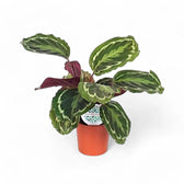 Goeppertia (Calathea) veitchiana 'Medaillon' potted plant in nursery pot on white background.
