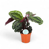 Goeppertia (Calathea) veitchiana 'Medaillon' potted plant in nursery pot on white background.