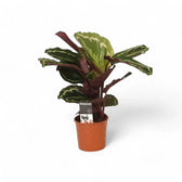 Goeppertia (Calathea) veitchiana 'Medaillon' potted plant in nursery pot on white background.