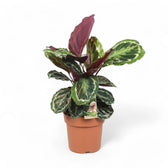 Goeppertia (Calathea) veitchiana 'Medaillon' potted plant in nursery pot on white background.