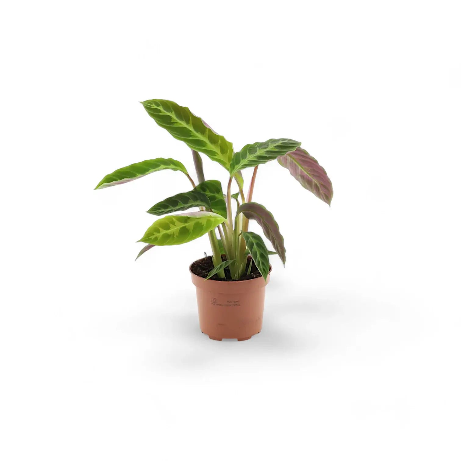 Goeppertia (Calathea) warszewiczii – Zimmerpflanze im Kulturtopf auf weißem Hintergrund, Produktfoto 2.