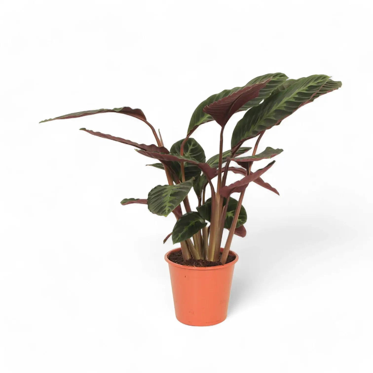 Goeppertia (Calathea) warszewiczii potted plant in nursery pot on white background.