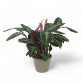 Goeppertia (Calathea) warszewiczii potted plant in nursery pot on white background.