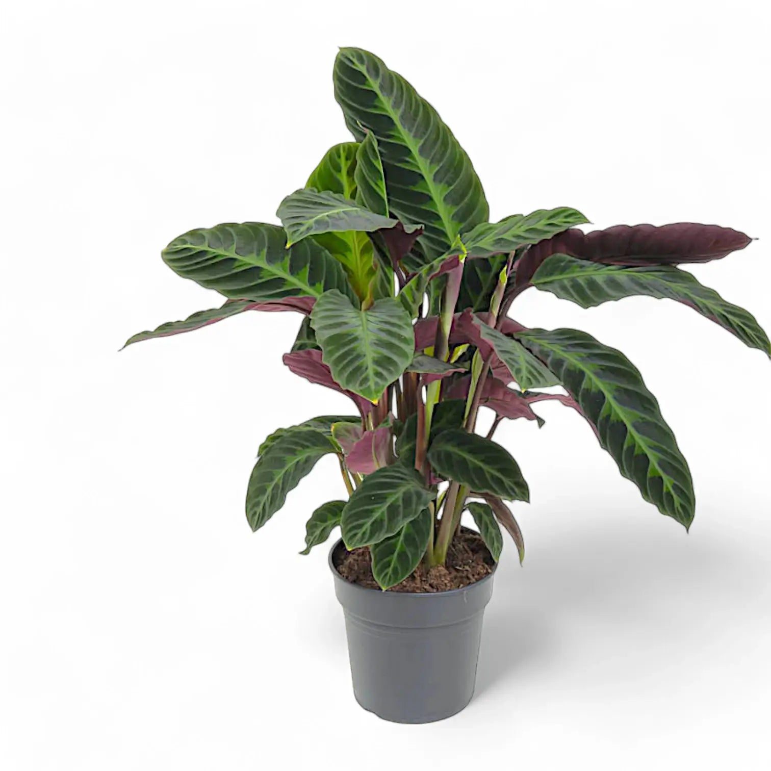Goeppertia (Calathea) warszewiczii potted plant in nursery pot on white background.