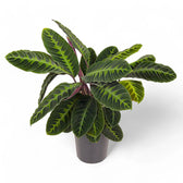 Goeppertia (Calathea) warszewiczii potted plant in nursery pot on white background.