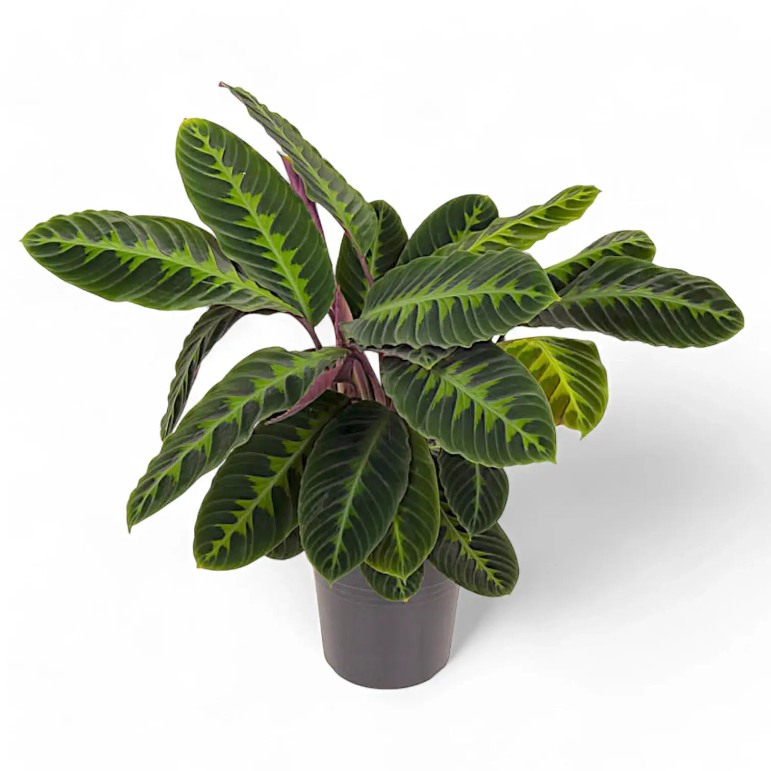 Goeppertia (Calathea) warszewiczii potted plant in nursery pot on white background.