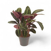 Goeppertia (Calathea) warszewiczii potted plant in nursery pot on white background.