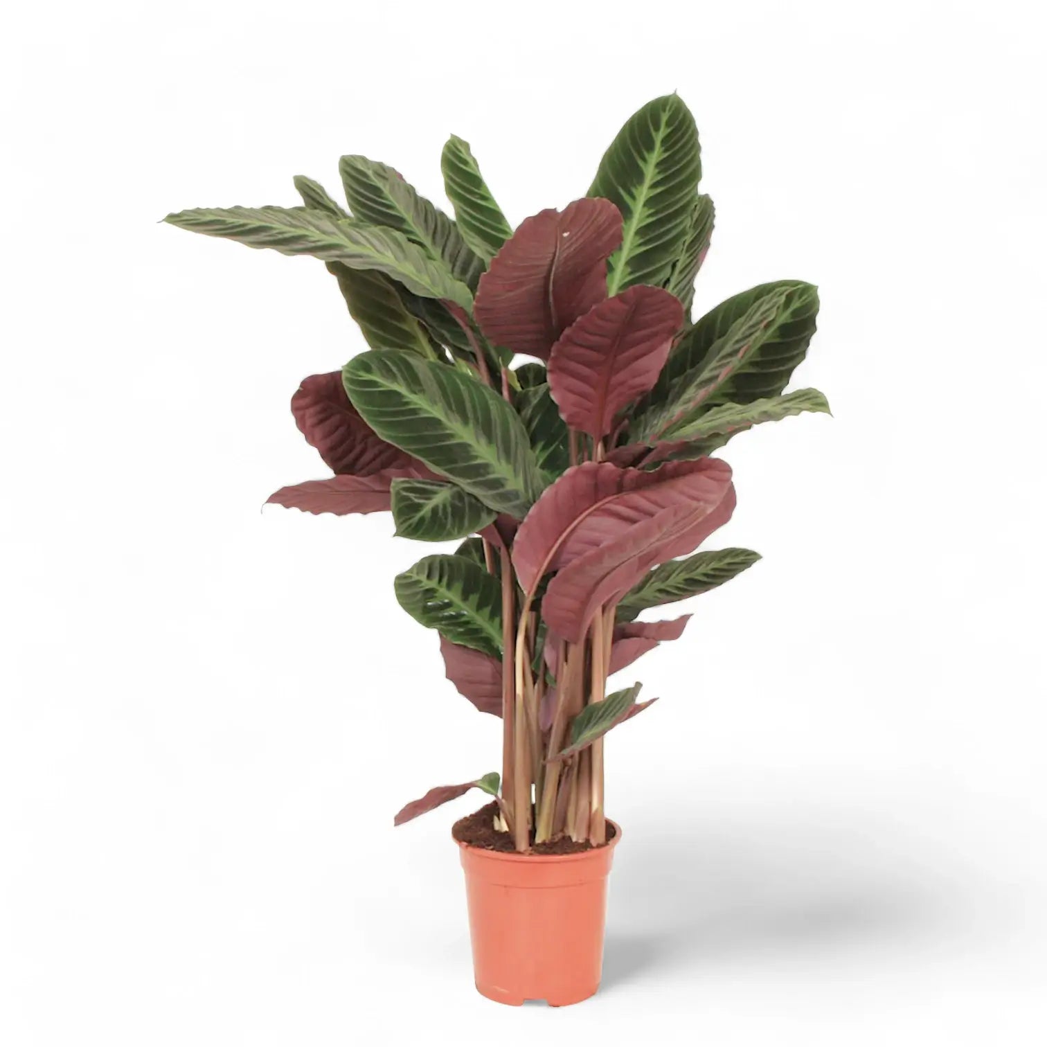 Goeppertia (Calathea) warszewiczii potted plant in nursery pot on white background.