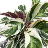 Close-up of Goeppertia ‘White Fusion’ leaves showing purple undersides