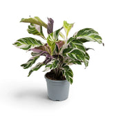 Goeppertia ‘White Fusion’ with white-and-green foliage in a grey nursery pot