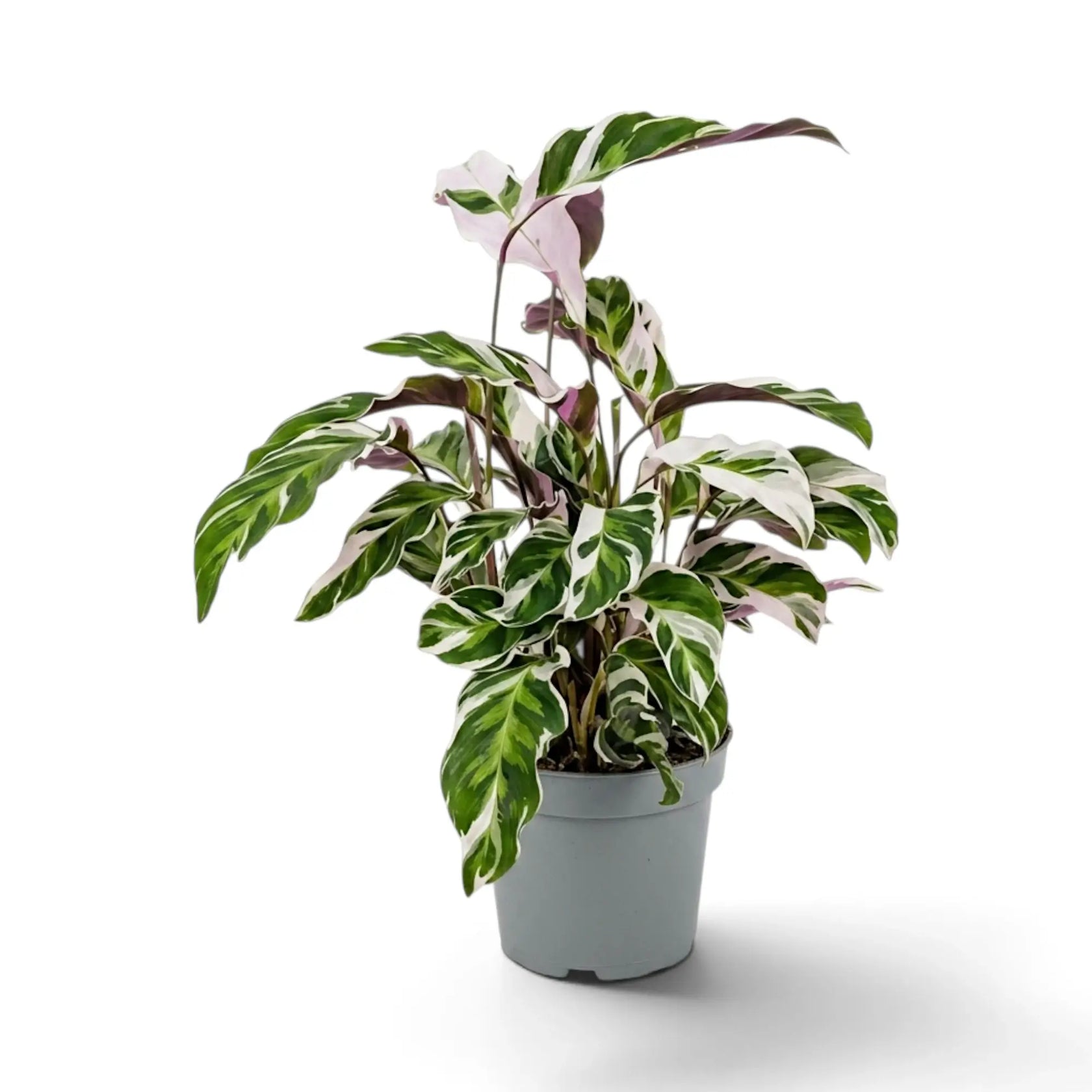 Full Goeppertia ‘White Fusion’ plant with cascading variegated leaves
