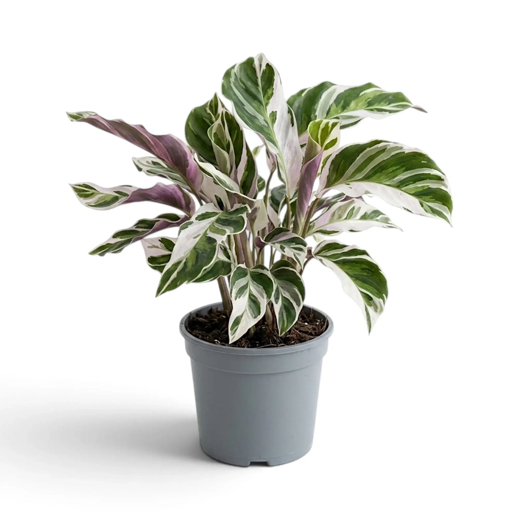 Compact Goeppertia ‘White Fusion’ in a grey nursery pot