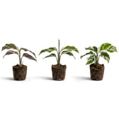 Rear view of three Goeppertia ‘White Fusion’ plug plants showing purple leaves