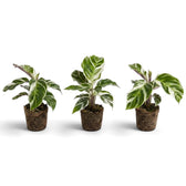 Three Goeppertia ‘White Fusion’ plug plants with variegated foliage