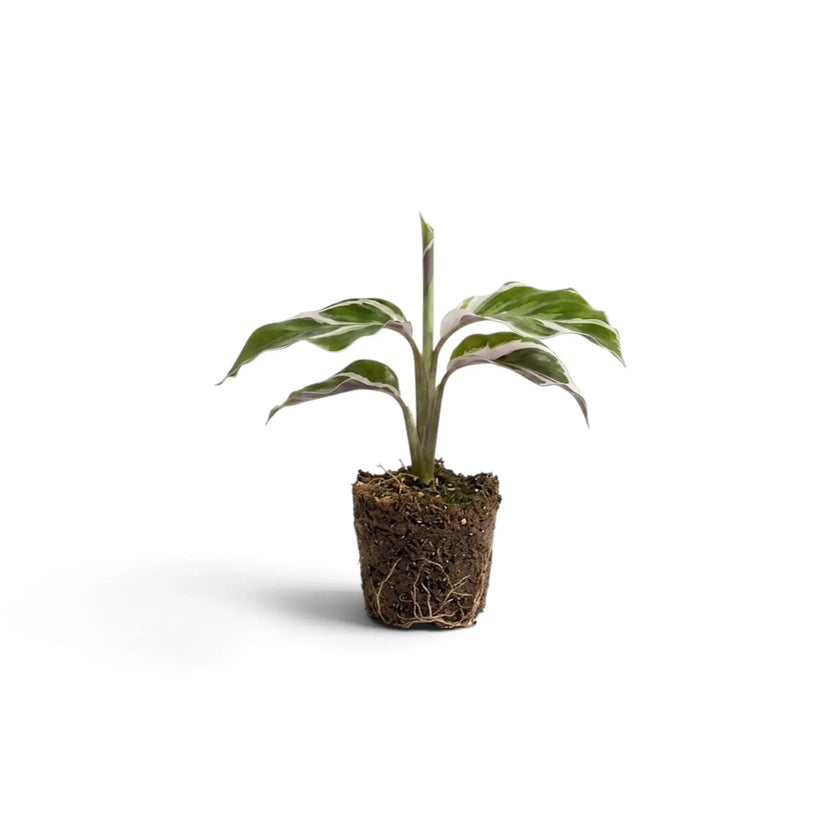 Kleine Jungpflanze von Goeppertia ‘White Fusion’ mit freiliegendem Wurzelballen
