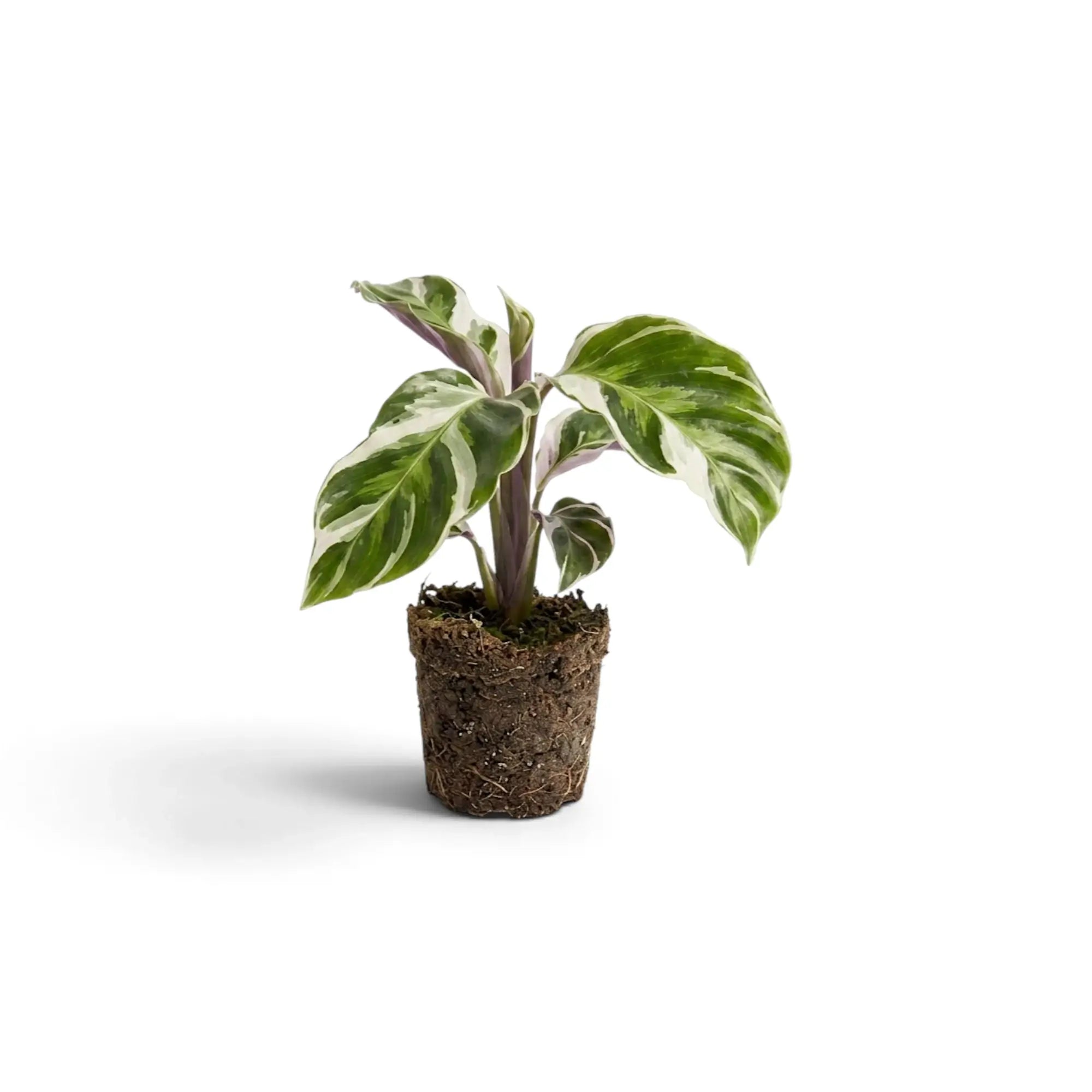 Goeppertia ‘White Fusion’ plug plant with exposed root ball, angled view
