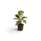 Goeppertia ‘White Fusion’ plug plant with white-and-green leaves in a root ball