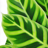 Goeppertia (Calathea) zebrina leaf close-up on white background.