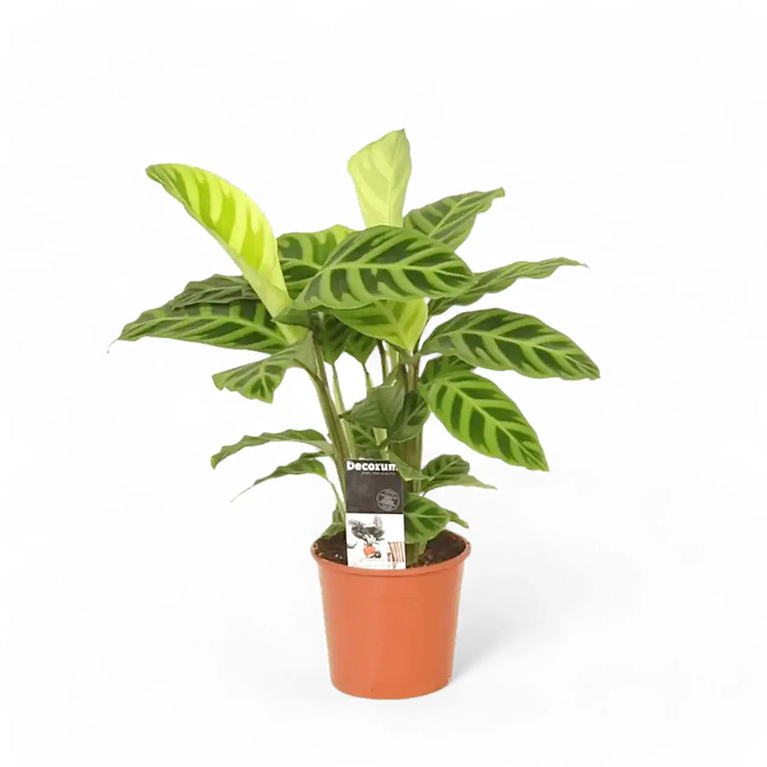 Goeppertia (Calathea) zebrina potted plant in nursery pot on white background.